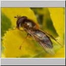 Epistrophe eligans - Zweiband-Wiesenschwebfliege m02.jpg